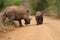 Adult white rhinoceros and young