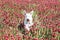 Adult white schnauzer miniature is running in crimson clover.