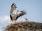 Adult white stork Ciconia ciconia feeding its chick