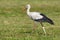 Adult White stork Ciconia ciconia walks on mowed field in summer