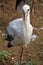 Adult white storkin a field