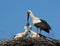 Adult White storks feeding chicks