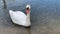 Adult white swan swimming in the lake, elegant swan with peaceful water background