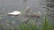 Adult white swan and three juvenile birds search food in river