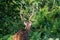 Adult white-tailed deer stands in a lush, grassy field surrounded by tall trees of a forest.