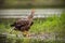 Adult white-tailed eagle, haliaeetus albicilla, in summer screaming.