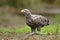 Adult white-tailed eagle, halitaeetus albicilla, in natural environment feeding on a catched fish.