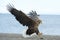 Adult White tailed eagle landed. Blue sky and ocean background.