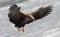 Adult White-tailed eagle landed. Ice natural background