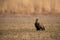 Adult white-tailed eagle sitting on the ground at sunrise with copy space