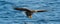 Adult White-tailed eagles fishing. Blue Ocean Background.