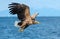 Adult White-tailed eagles fishing. Blue Ocean background. Scientific name: Haliaeetus albicilla, also known as the ern, erne,