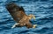 Adult White-tailed eagles fishing. Blue Ocean Background. Scientific name: Haliaeetus albicilla, also known as the ern, erne, gray