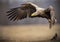 Adult white-tailed sea eagle in flight