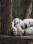 Adult white tiger lounging on a wooden surface in a tranquil outdoor setting.