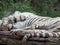 Adult white tiger lounging on a wooden surface in a tranquil outdoor setting.