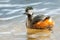 Adult White-Tufted Grebe