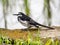 Adult white wagtail beside a rice paddy 3