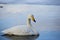 Adult Whooper Swan on Still Blue Water