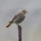 Adult wild bird photographed close.