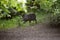 Adult wild boar