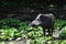 Adult wild boar, latin name Sus Scrofa, standing on sunny edge of the forest with some burweed plants on the ground.