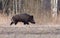 Adult wild boar male runs alone in the early spring field near the wood in the evening