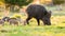 Adult wild boar with piglets grazing on grass in spring