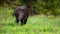 Adult wild boar, sus scrofa, showing tail while grazing on the green clearing