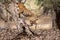 Adult wild male bengal tiger trying to climb and balance over tree trunk while on morning stroll for territory marking