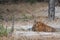 Adult Wild male tiger resting in waterhole during evening safari at bandhavgarh national park or tiger reserve madhya pradesh