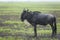 Adult wildebeest standing wet in the rain in Ngorongoro Crater in Tanzania