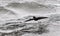 Adult Wilson`s Storm-petrel in flight while feeding, Antarctic Peninsula