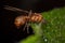 Adult Winged Male Acromyrmex Leaf-cutter Ant