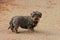 Adult wire-haired dachshund