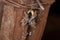 Adult Wolf Spider preyed on by a Brown Widow Spider