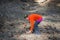 Adult woman bends over, picking up a large Jeffrey Pine Cone in a field in Mammoth Lakes California