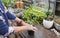 Adult woman busy in the garden repotting young tomato plant