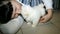 Adult woman and a funny, fluffy Pekingese puppy are lying on the floor.