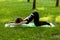 Adult woman practices yoga in park in morning, health promotion, relaxation