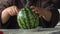 An adult woman`s hands with a knife are cutting a ripe watermelon closeup