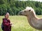 Adult woman is standing next to a camel and holds in hands cabbage on the blurry background of forest