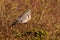 An adult Wood Pigeon, UK.