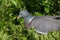 An adult Wood Pigeon, UK.