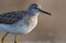 Adult Wood sandpiper close distance portrait shot in spring