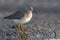 Adult Wood sandpiper stands on a muddy river shore in spring