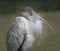 Adult wood stork calm with feathers ruffled by breeze