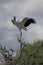 Adult Wood Stork On Flapping Wings Perched on a Branch Above its Nest in Florida