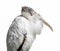 Adult wood stork - Mycteria americana - resting calmly with feathers blowing in the breeze with sleepy eyes, isolated cutout on