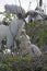 Adult Wood Stork ON a Nest with Nestlings and Other Wood Storks